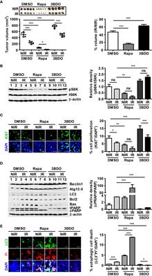 Rapamycin Promotes ROS-Mediated Cell Death via Functional Inhibition of xCT Expression in Melanoma Under γ-Irradiation